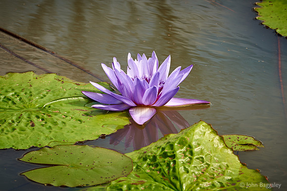 Purple water lily