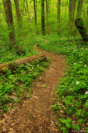 Forest path lined with trillium