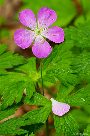 Purple geranium with raindrops