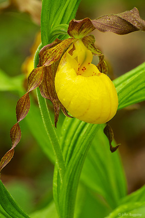 Lady's Slipper