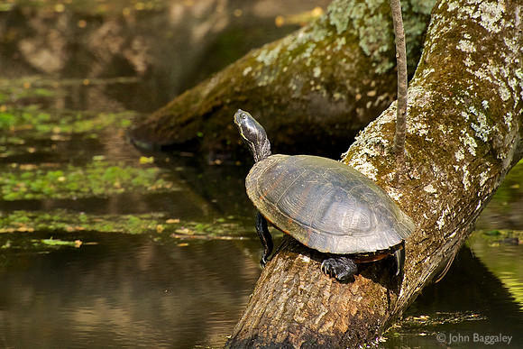 Turtle in swamp water