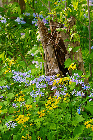 Purple phlox and yellow wildflowers