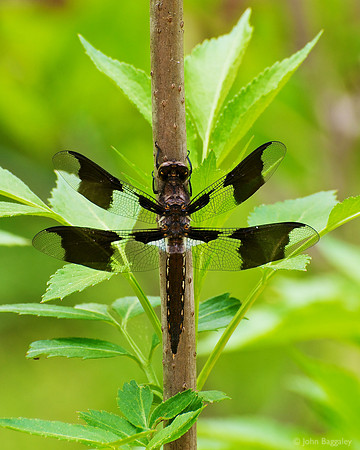 Adolescent Dragonfly