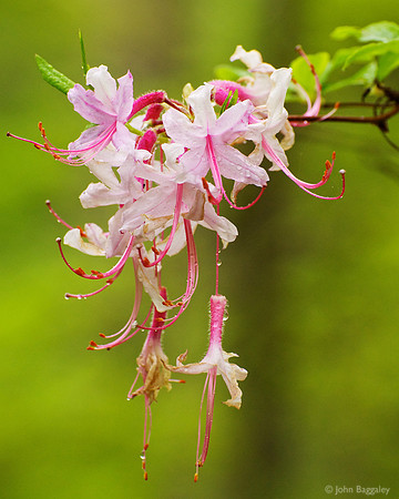 Wild azalea after a rainstorm