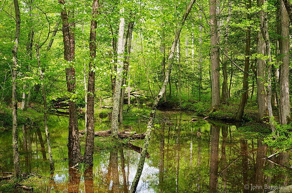 Trees in a swamp