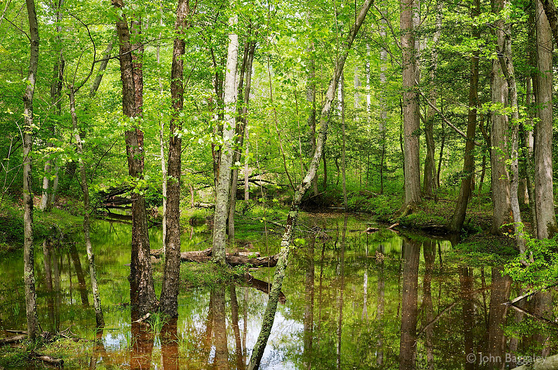 Trees in swamp in Cedarville State Forest, Southern Maryland.