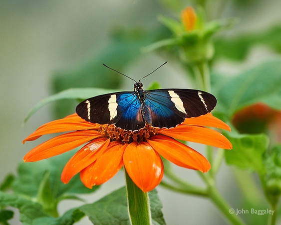 Blue Butterfly, Orange Flower