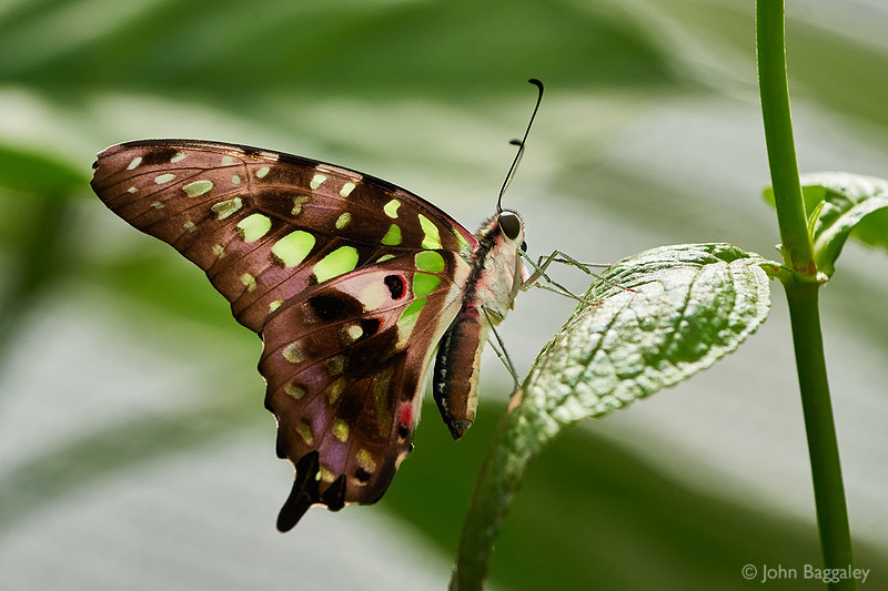 Green Majesty