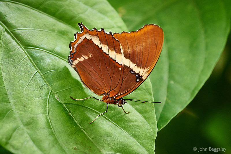 Brown Butterfly, Green Leaf