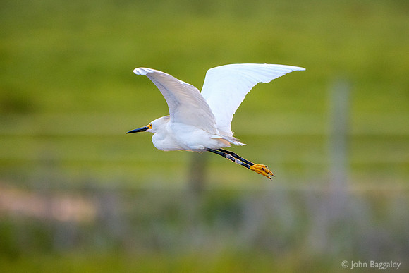 Snowy Egret in Flight