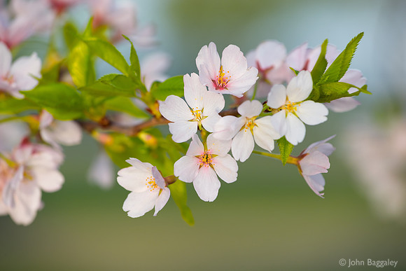 Spring Cherry Blossoms