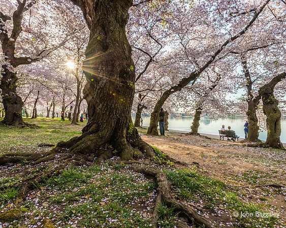 Morning Sun and Blossoms