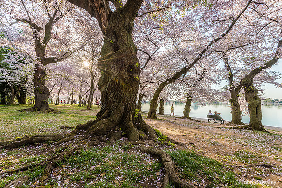 Morning Sun and Blossoms