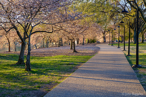 Morning with Cherry Blossoms at West Potomac Park