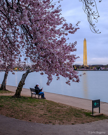 Overcast with Cheery Blossoms