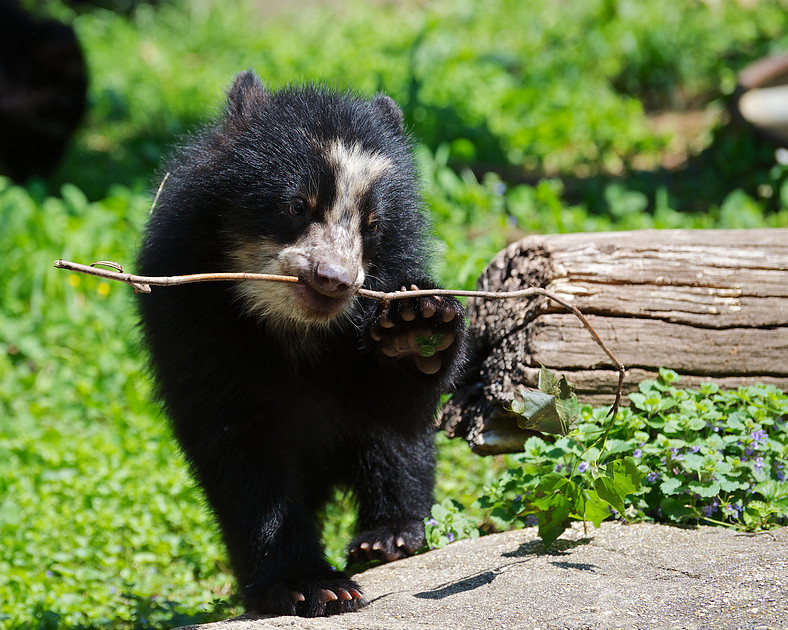 Nicole, an Andean bear cub at the Smithsonian National Zoo, with a small twig in her mouth.