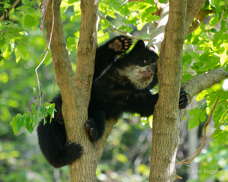 Andean bear cub in a tree at the Smithsonian National Zoo.