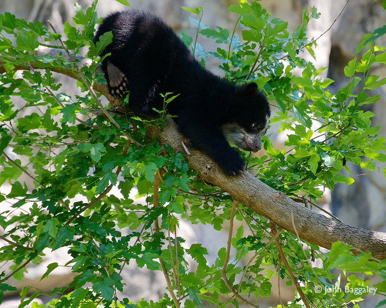 Andean bear cub perched in a tree at the Smithsonian National Zoo.