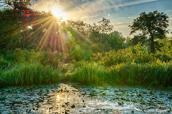 Garden Sunrise