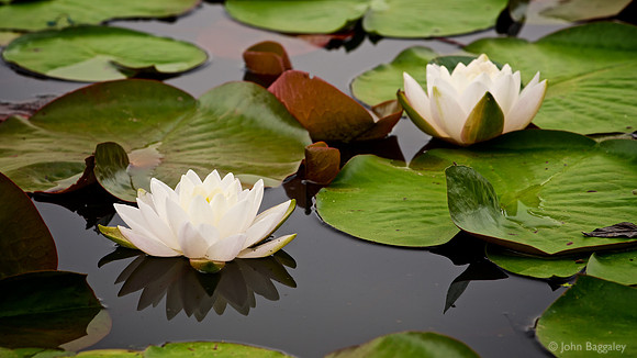 White Amidst the Green