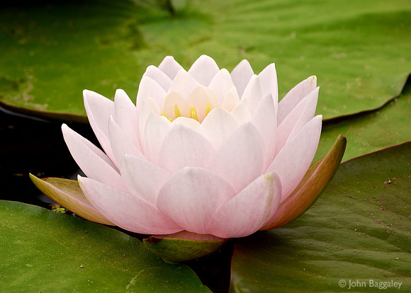 Pink Amidst the Green