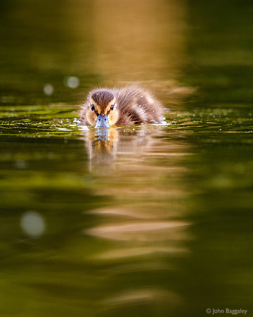 Shy duckling