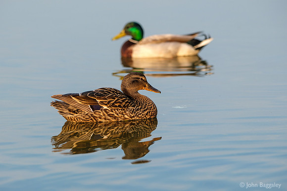 A mallard pair