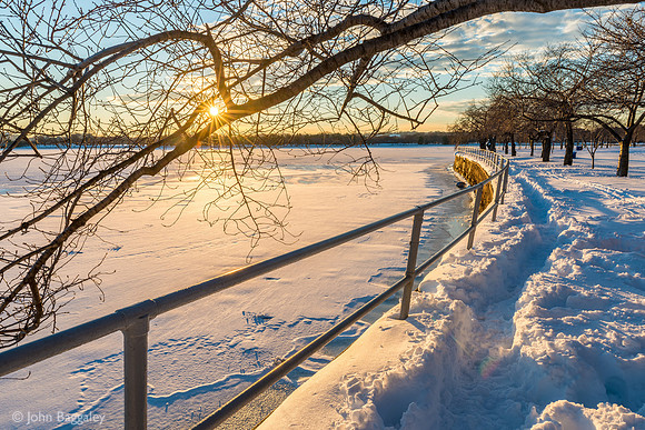 Snow, cherry tree, and a sunstar