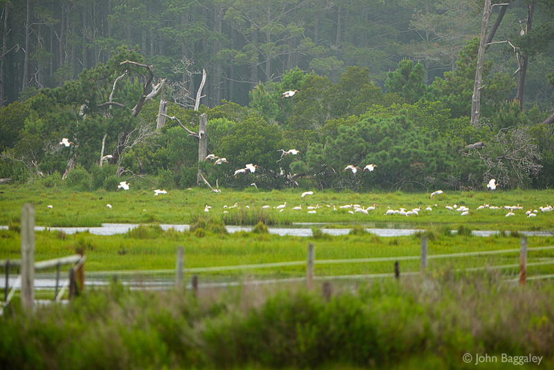 A Flock of Snowy Egrets