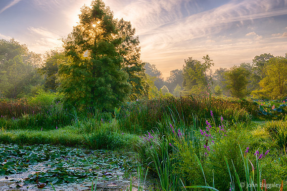 Morning in the Aquatic Garden