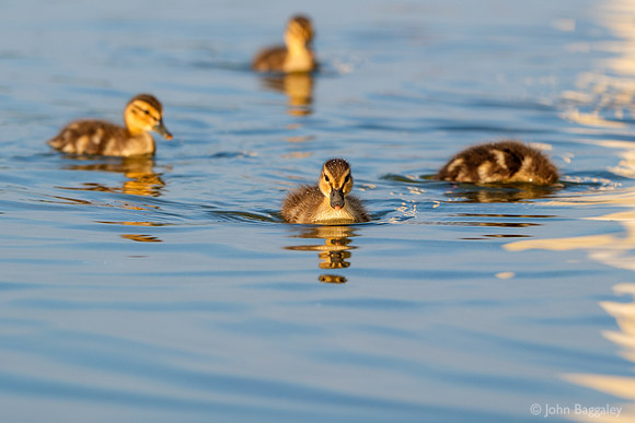 A brood of ducklings