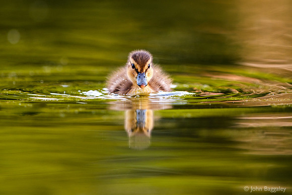 Duckling eye contact