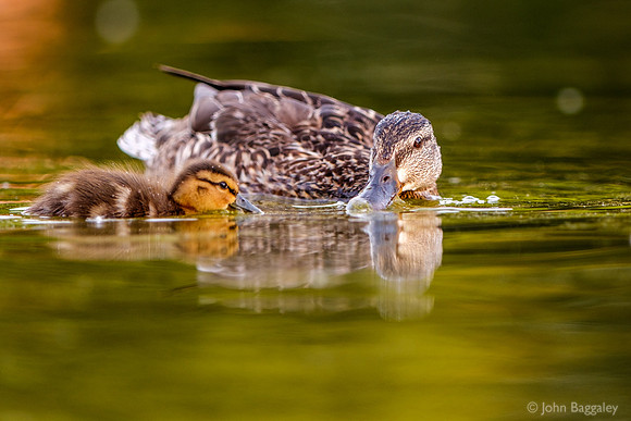Mother and child ducks