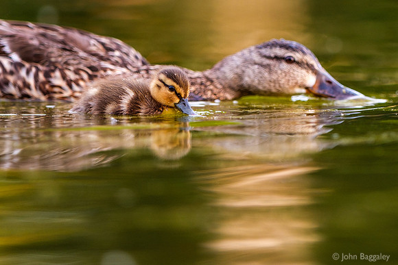 Mamma duck and baby duck swimming