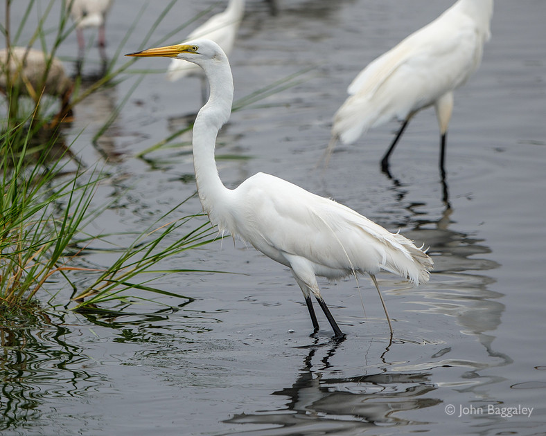 Egret in the Wetlands