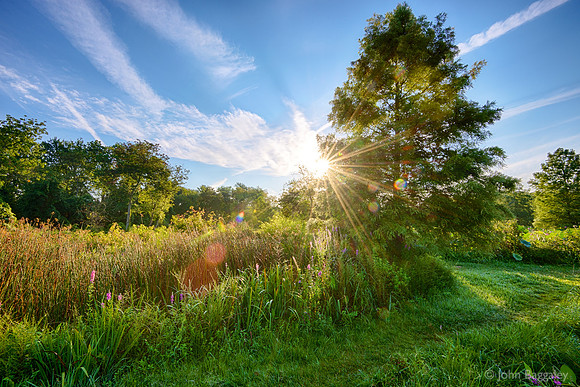 Garden Sunburst