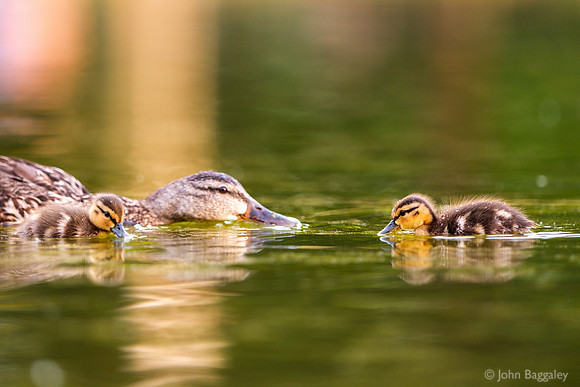 A mother and two ducklings