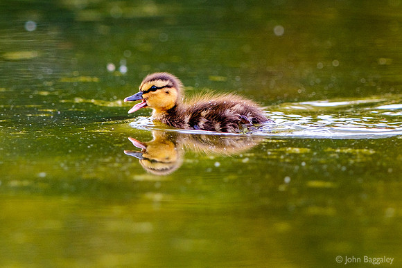 Quack goes the duckling