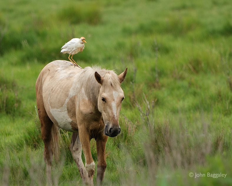 Bird Riding a Pony 2