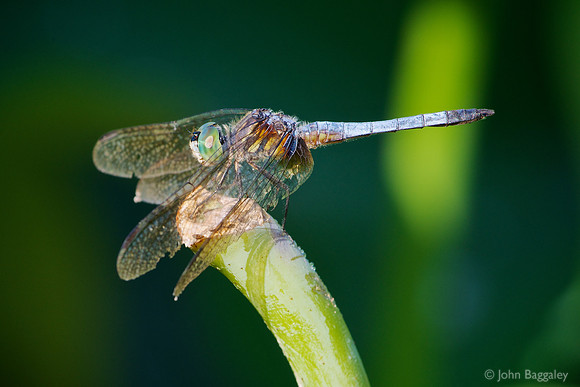 The Insect Predator