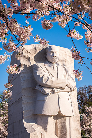 The Visionary Framed By Blossoms
