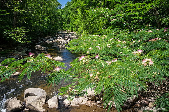 Rock Creek Blossoms 1