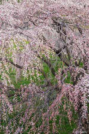 The Start of Spring