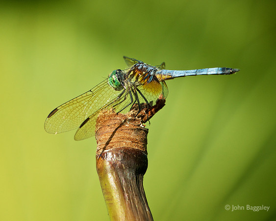 Green eyes, blue tail