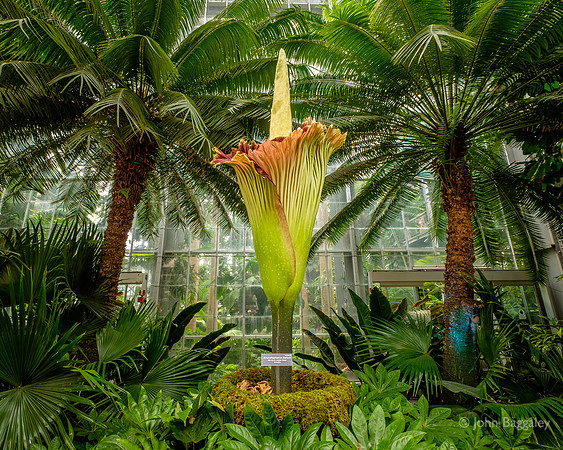 The Corpse Flower