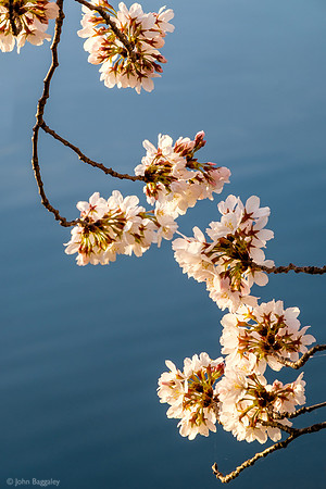 Blossoms over Water
