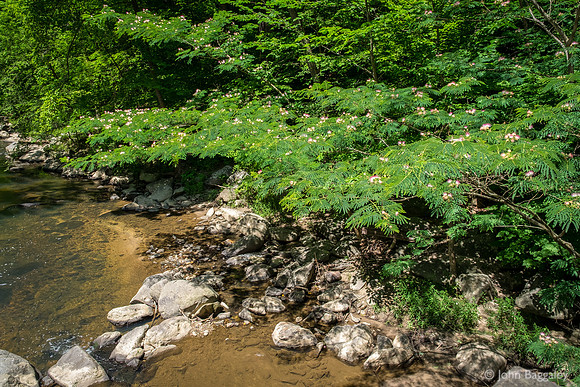 Rock Creek Blossoms 2