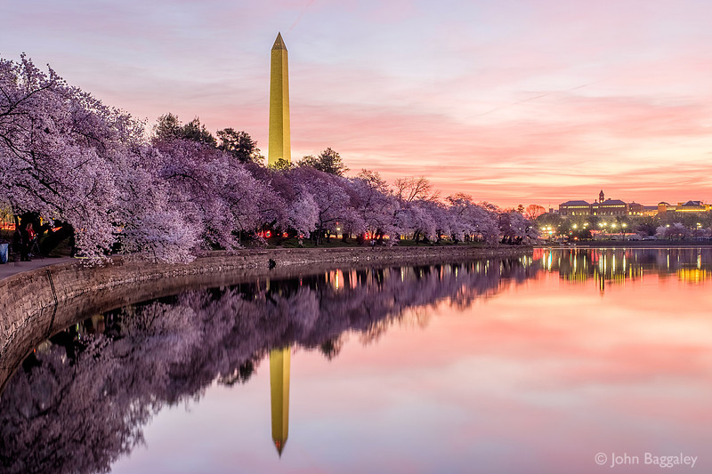 Pink Skies and Full Bloom