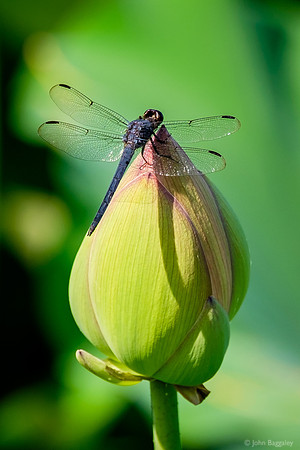 Dragonfly on a Lotus Bulb