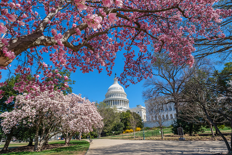 Magnolias at the Capitol